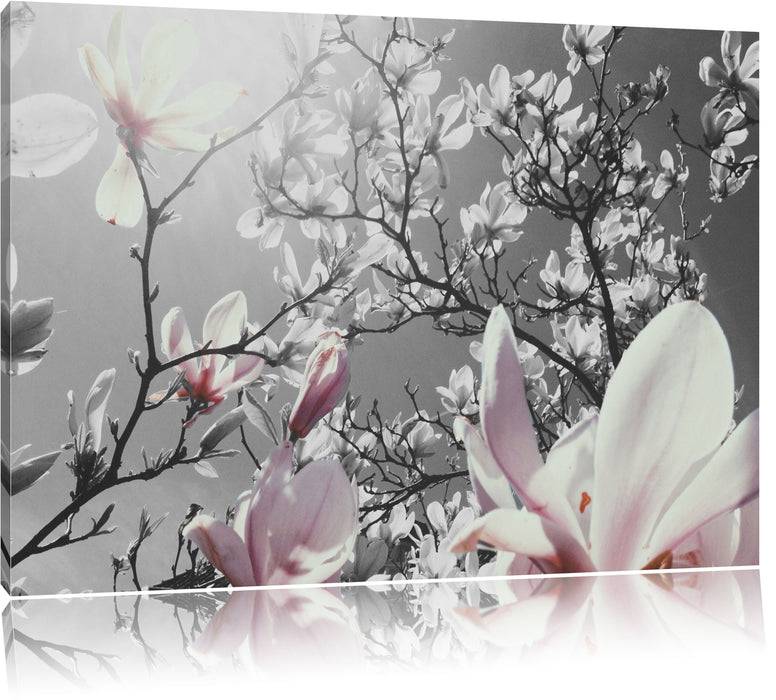 Pixxprint schöne Magnolie Blüten, Leinwandbild
