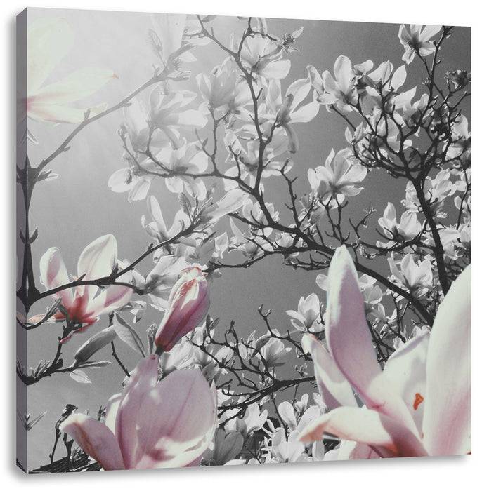 Pixxprint schöne Magnolie Blüten, Leinwandbild Limitierter Zeitrabatt