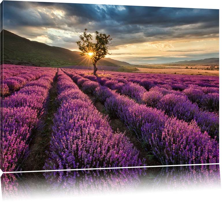 Pixxprint Lavendel Provence mit Baum, Leinwandbild
