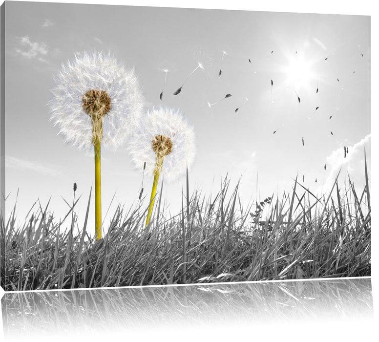 Pixxprint Pusteblumen auf Wiese, Leinwandbild
