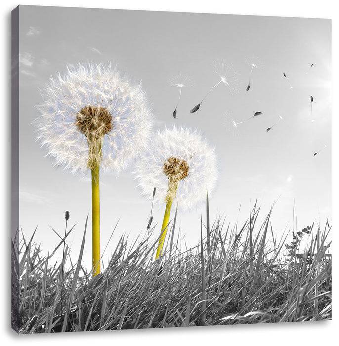 Pixxprint Pusteblumen auf Wiese, Leinwandbild Fabrikpreis