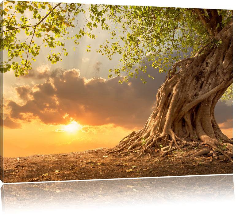 Pixxprint Verwurzelter starker Baum, Leinwandbild