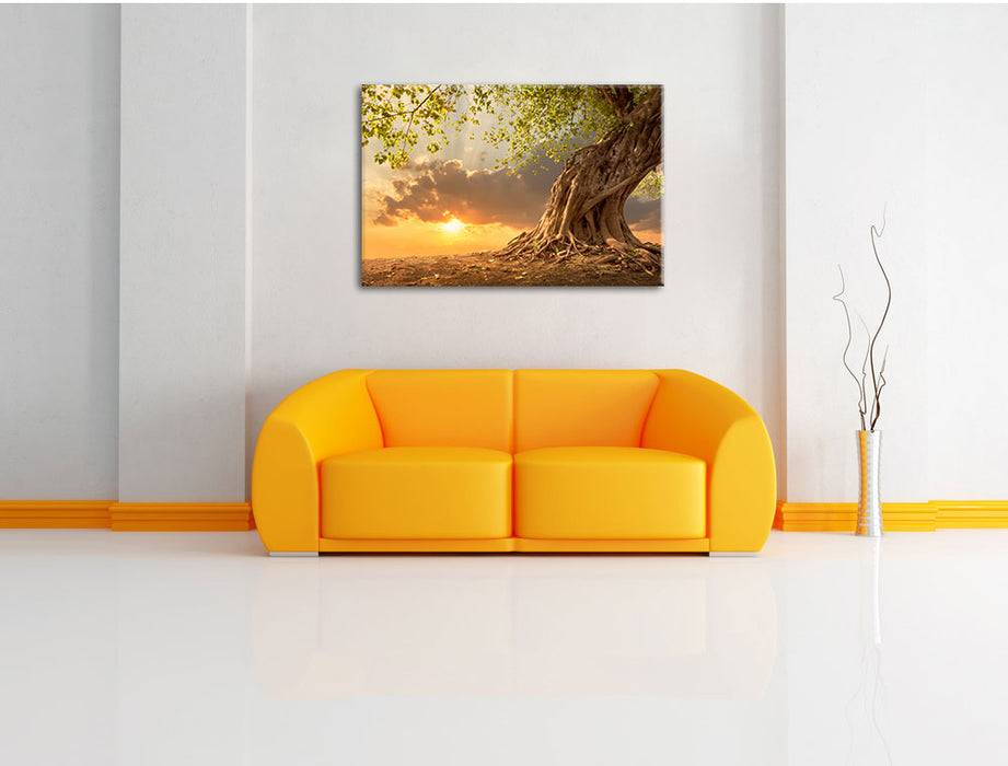 Pixxprint Verwurzelter starker Baum, Leinwandbild Flash Sale