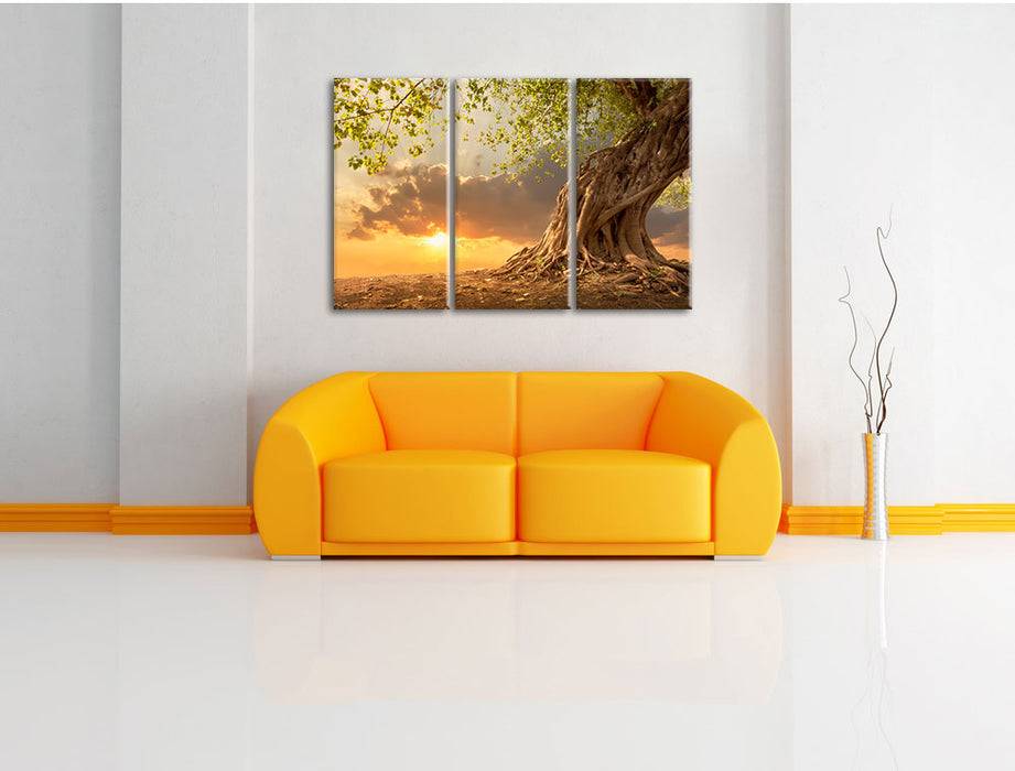 Pixxprint Verwurzelter starker Baum, Leinwandbild Flash Sale