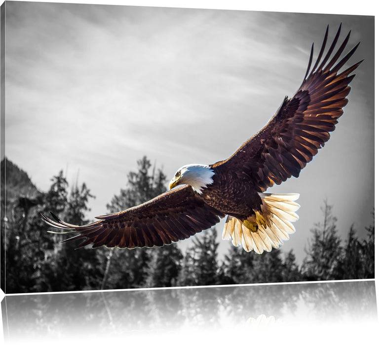 Pixxprint großer fliegender Adler, Leinwandbild
