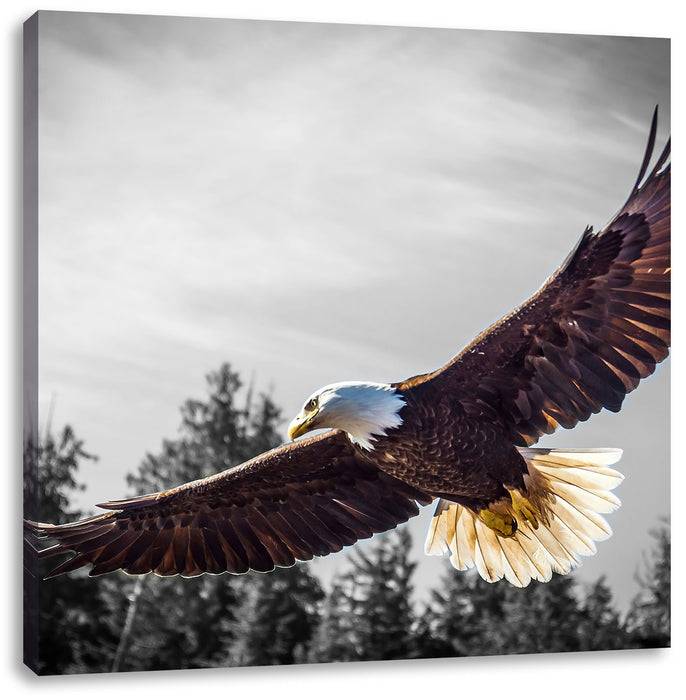 Pixxprint großer fliegender Adler, Leinwandbild Online Shopping