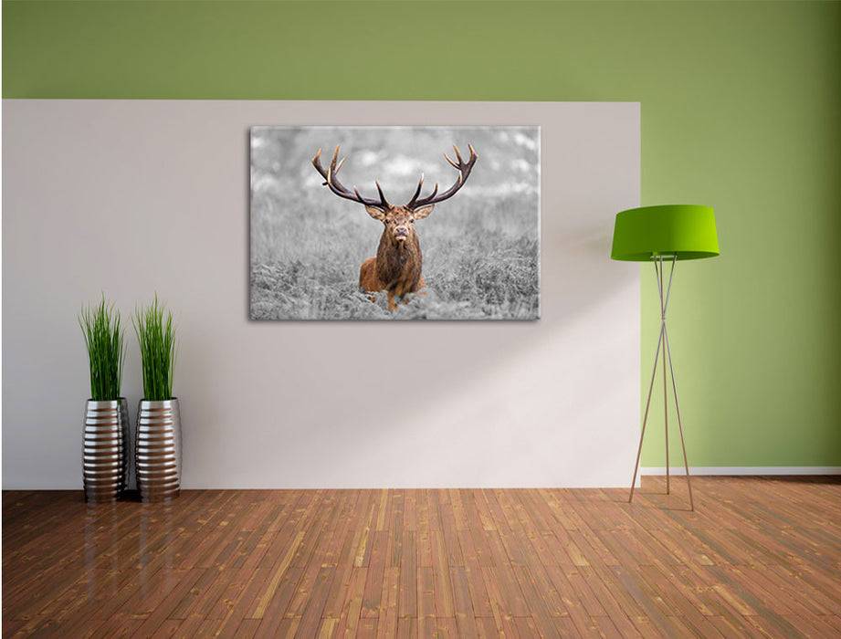 Pixxprint Großer Hirsch im Feld B&W, Leinwandbild Weihnachtsangebot