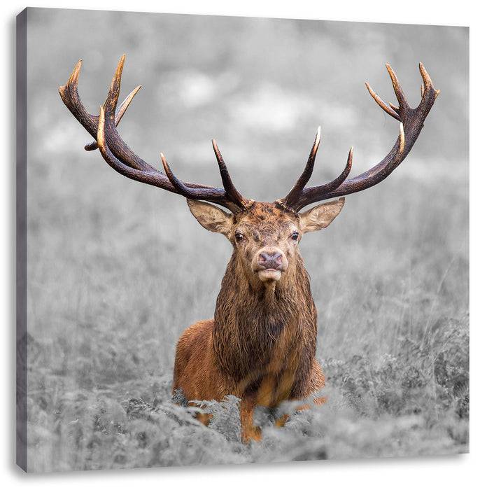 Pixxprint Großer Hirsch im Feld B&W, Leinwandbild Weihnachtsangebot