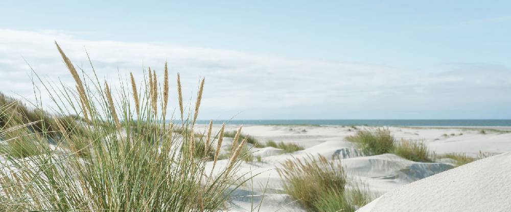 Pixxprint Grasige Dünenlandschaft am Meer, Glasbild Panorama Neueste Mode