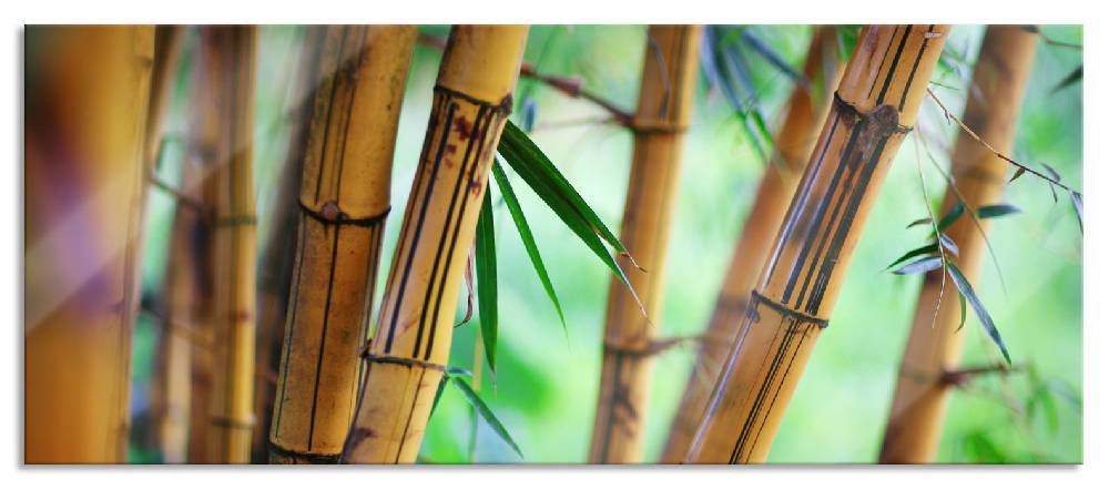 Pixxprint Alter Bambus Wald, Glasbild Panorama