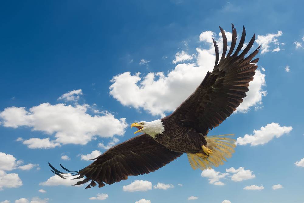 Pixxprint Adler fliegt über Berge, Glasbild Saisonale Angebote