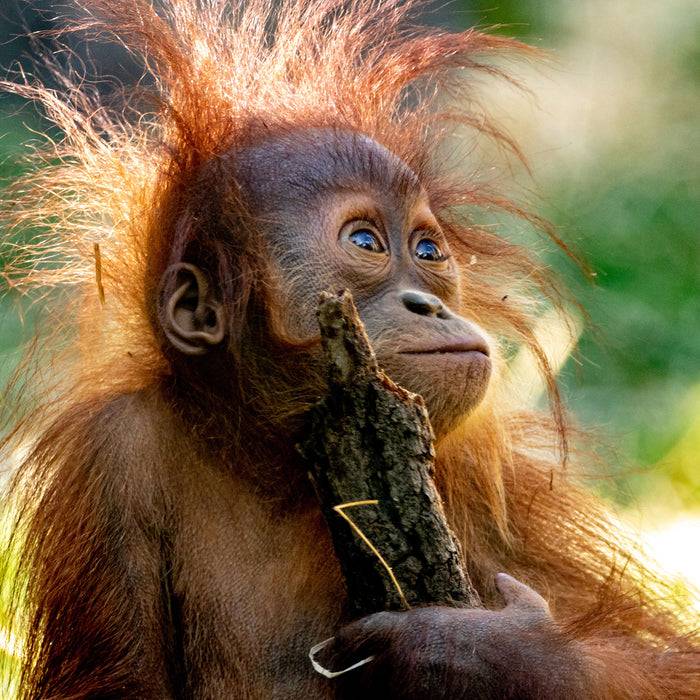 Pixxprint Orang-Utan Baby spielt mit Stock, Glasbild Quadratisch Sonderangebote