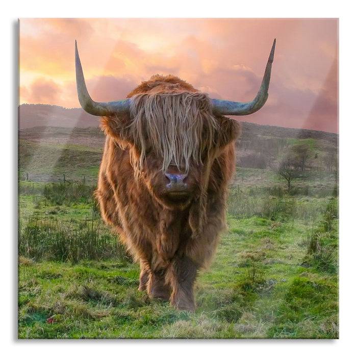 Pixxprint Highlandrind bei Sonnenuntergang, Glasbild Quadratisch