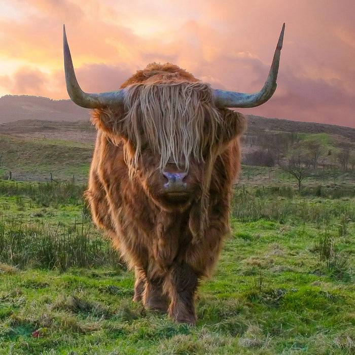 Pixxprint Highlandrind bei Sonnenuntergang, Glasbild Quadratisch Tiefpreis