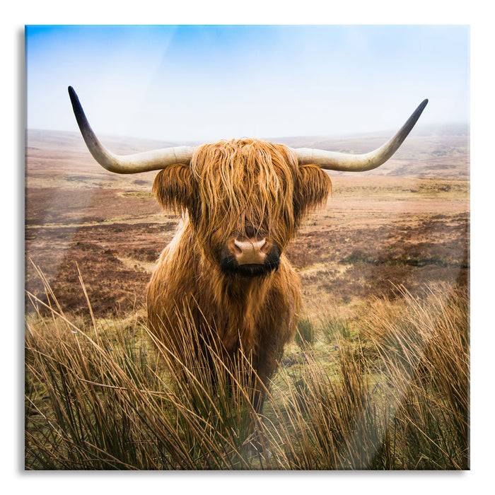 Pixxprint Highland Rind mit großen Hörnern Steppe, Glasbild Quadratisch