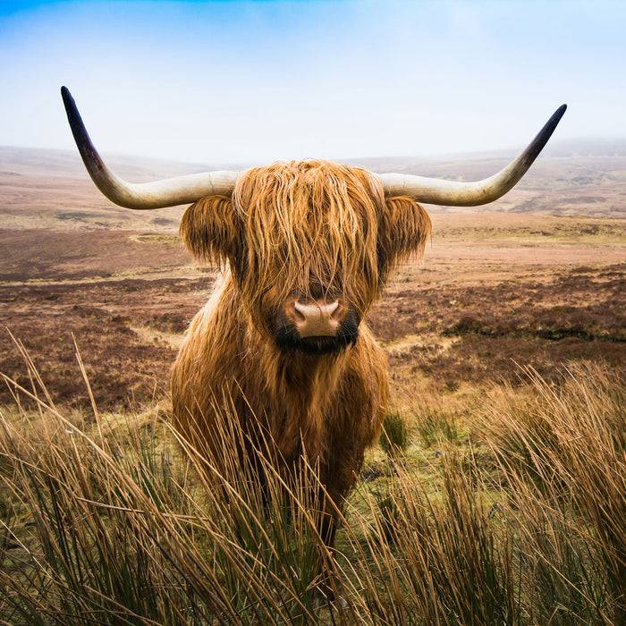 Pixxprint Highland Rind mit großen Hörnern Steppe, Glasbild Quadratisch Super Sparpreis