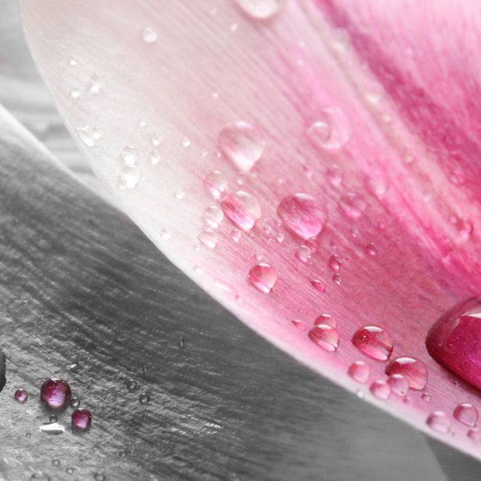 Pixxprint Tulpenblätter mit Wassertropfen, Glasbild Quadratisch Begrenzte Freigabe