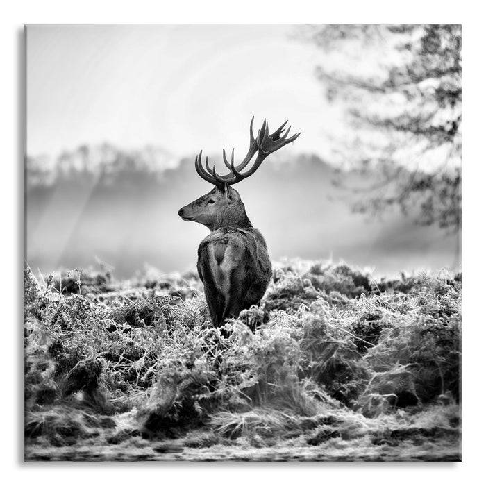 Pixxprint Stolzer Hirsch, Glasbild Quadratisch