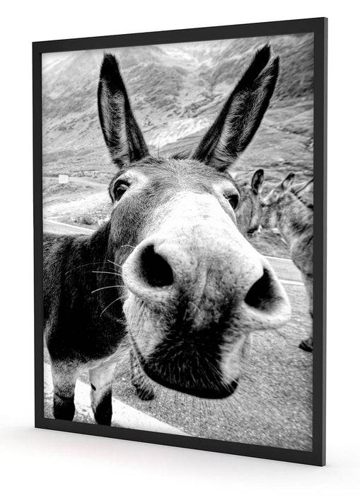 Pixxprint Lustiger Esel auf Straße in den Bergen, Monochrome, Poster mit Bilderrahmen Bis zu 60% Rabatt