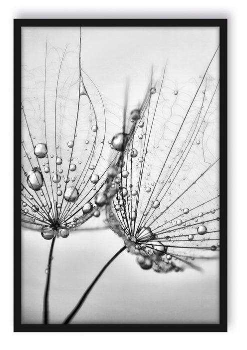 Pixxprint Pusteblumen mit Tautropfen, Poster mit Bilderrahmen
