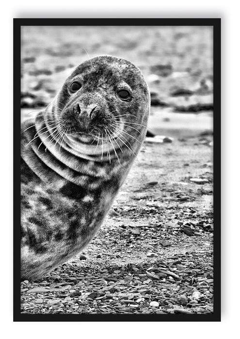 Pixxprint Robbe an Kiesstrand, Poster mit Bilderrahmen