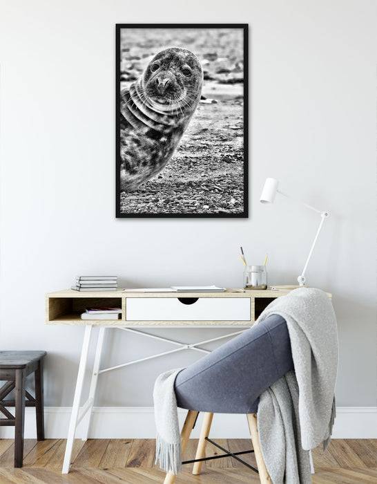 Pixxprint Robbe an Kiesstrand, Poster mit Bilderrahmen Sonderangebot der Fabrik