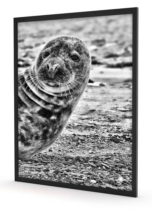 Pixxprint Robbe an Kiesstrand, Poster mit Bilderrahmen Sonderangebot der Fabrik