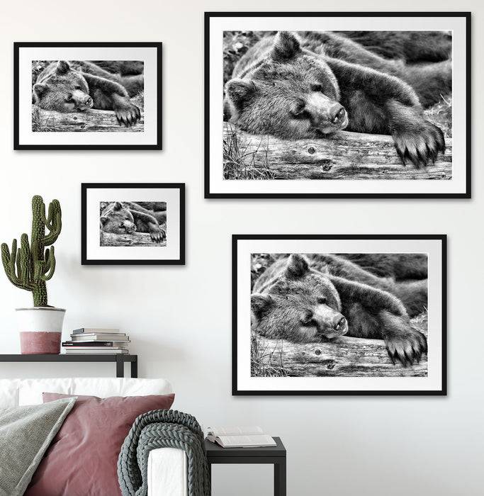 Pixxprint Bär schläft auf Baumstamm, im Galerie-Passepartout Bilderrahmen Rabatte dieses Monats