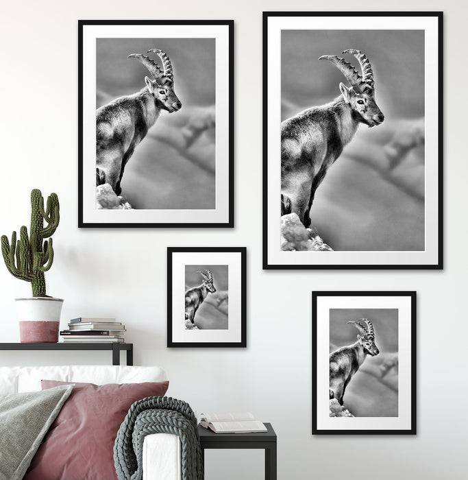 Pixxprint Steinbock im Schnee, im Galerie-Passepartout Bilderrahmen Online