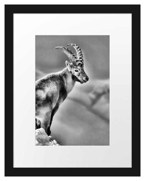 Pixxprint Steinbock im Schnee, im Galerie-Passepartout Bilderrahmen Online