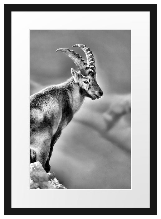 Pixxprint Steinbock im Schnee, im Galerie-Passepartout Bilderrahmen Online