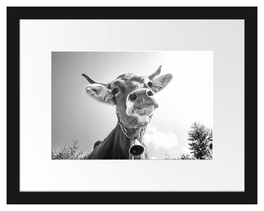 Pixxprint Portrait einer Kuh, im Galerie-Passepartout Bilderrahmen Outlet
