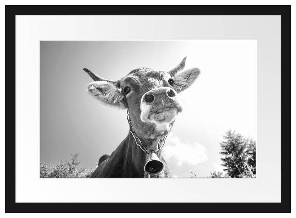 Pixxprint Portrait einer Kuh, im Galerie-Passepartout Bilderrahmen Outlet