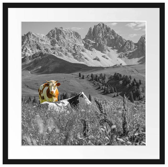 Pixxprint Alpenszene mit Kühen auf grüner Wiese B&W Detail, im Galerie-Passepartout Bilderrahmen Auslauf