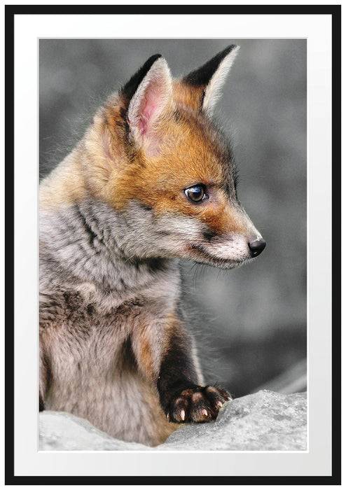 Pixxprint schöner junger Fuchs, im Galerie-Passepartout Bilderrahmen