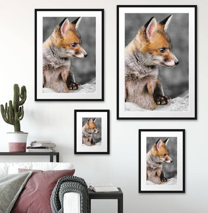 Pixxprint schöner junger Fuchs, im Galerie-Passepartout Bilderrahmen Angebote