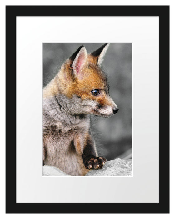 Pixxprint schöner junger Fuchs, im Galerie-Passepartout Bilderrahmen Angebote