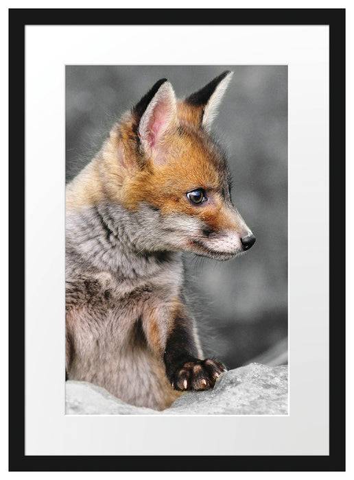 Pixxprint schöner junger Fuchs, im Galerie-Passepartout Bilderrahmen Angebote