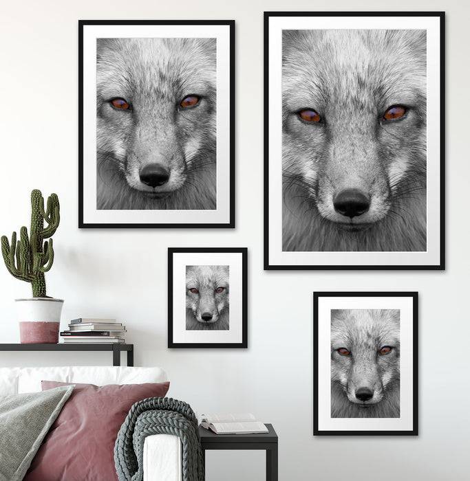 Pixxprint wunderschöner Fuchs im Portrait, im Galerie-Passepartout Bilderrahmen Günstiger Verkauf