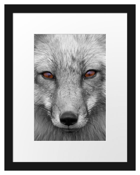 Pixxprint wunderschöner Fuchs im Portrait, im Galerie-Passepartout Bilderrahmen Günstiger Verkauf