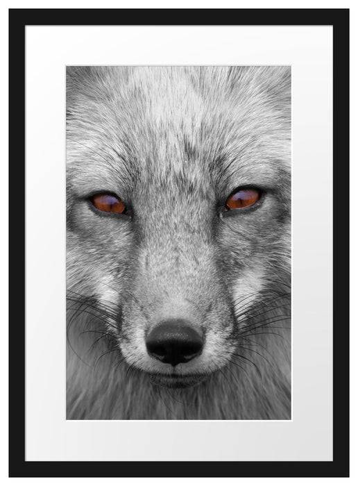 Pixxprint wunderschöner Fuchs im Portrait, im Galerie-Passepartout Bilderrahmen Günstiger Verkauf