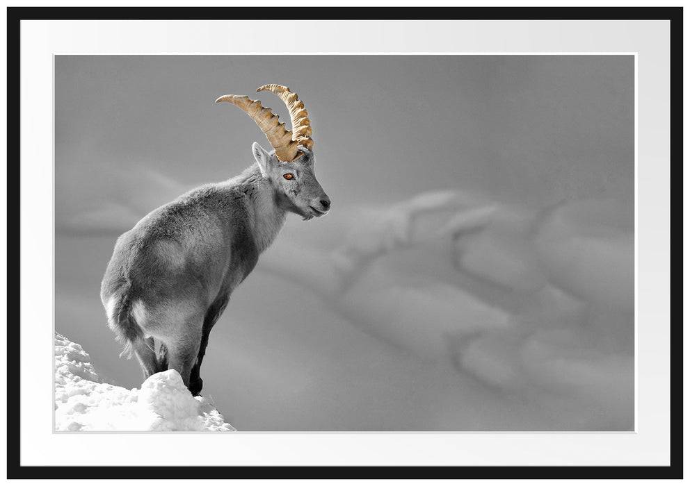 Pixxprint schöner Steinbock im Schnee, im Galerie-Passepartout Bilderrahmen