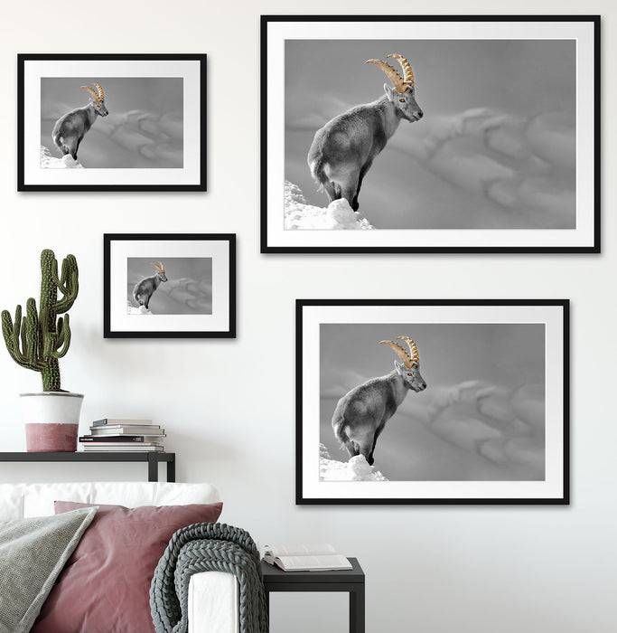 Pixxprint schöner Steinbock im Schnee, im Galerie-Passepartout Bilderrahmen Fabrikverkauf