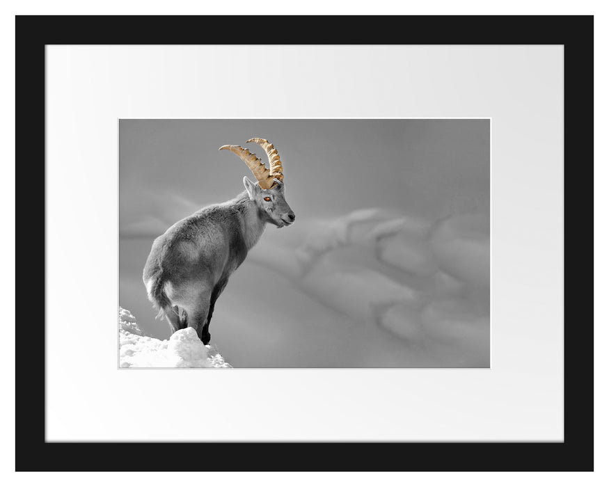 Pixxprint schöner Steinbock im Schnee, im Galerie-Passepartout Bilderrahmen Fabrikverkauf