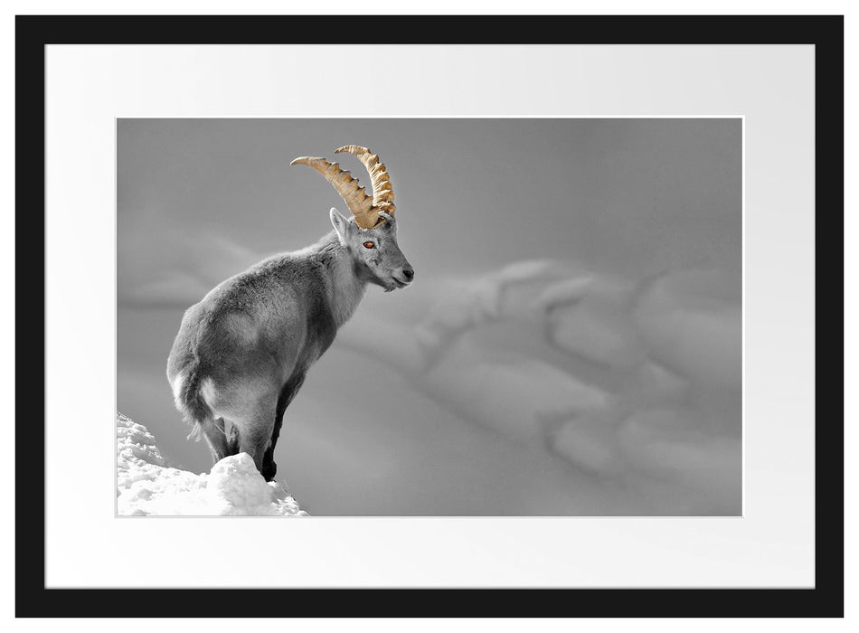 Pixxprint schöner Steinbock im Schnee, im Galerie-Passepartout Bilderrahmen Fabrikverkauf
