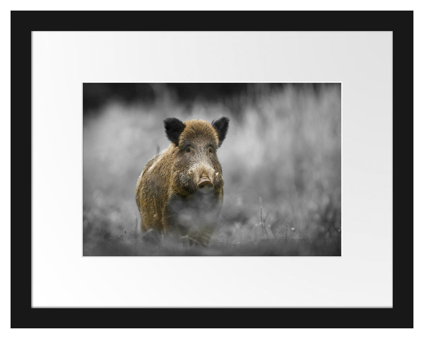 Pixxprint einsames Wildschwein im Wald, im Galerie-Passepartout Bilderrahmen Blitzverkäufe