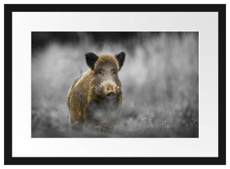 Pixxprint einsames Wildschwein im Wald, im Galerie-Passepartout Bilderrahmen Blitzverkäufe