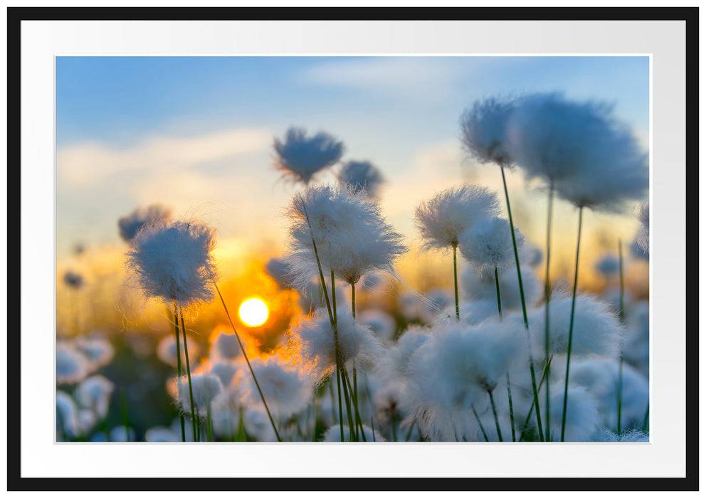 Pixxprint Baumwollblüten im Sonnenuntergang, im Galerie-Passepartout Bilderrahmen