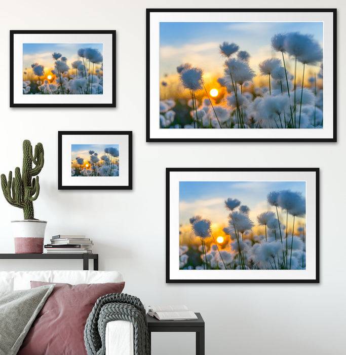 Pixxprint Baumwollblüten im Sonnenuntergang, im Galerie-Passepartout Bilderrahmen Limitierter Zeitrabatt
