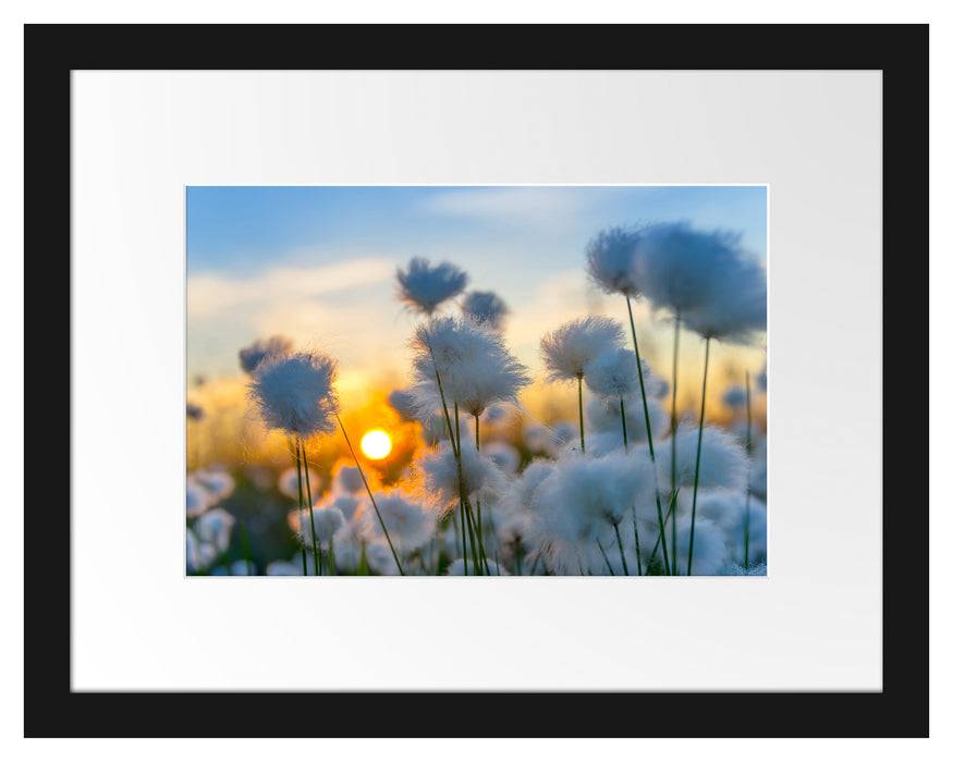Pixxprint Baumwollblüten im Sonnenuntergang, im Galerie-Passepartout Bilderrahmen Limitierter Zeitrabatt